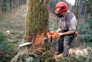 Lumberjack Cutting Down a Tree