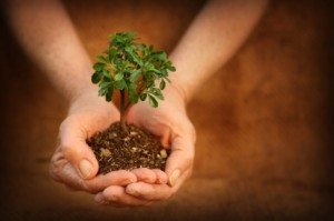 Baby-Tree-to-Plant
